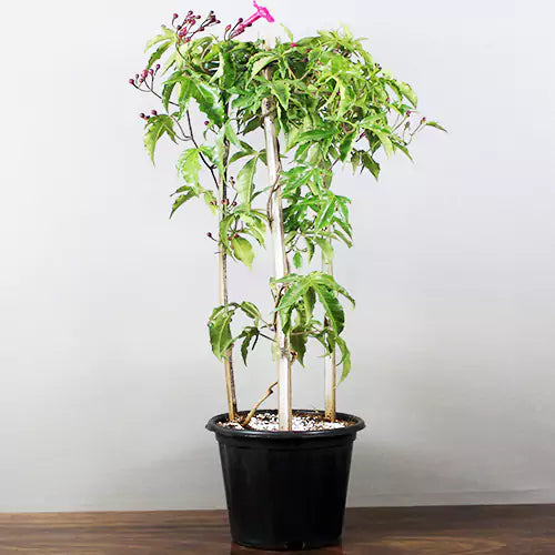 Buy Best Horsfalliae Creeper Plant - Lalit Enterprise