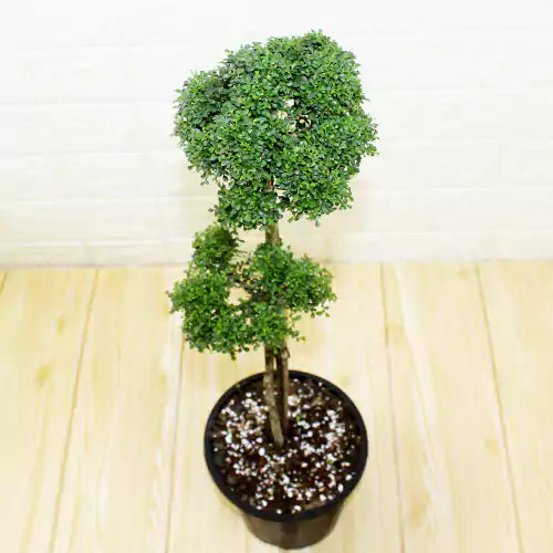 Buy Murraya Paniculata Plant - Lalit Enterprise