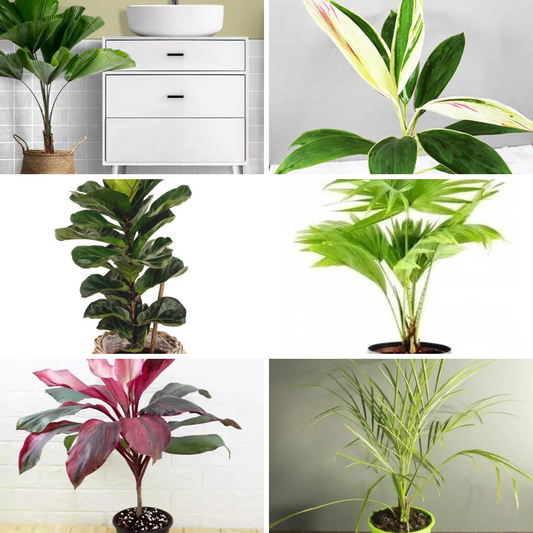 Buy Indoor Plants (Combo Pack of 6) Online at Lalitenterprise