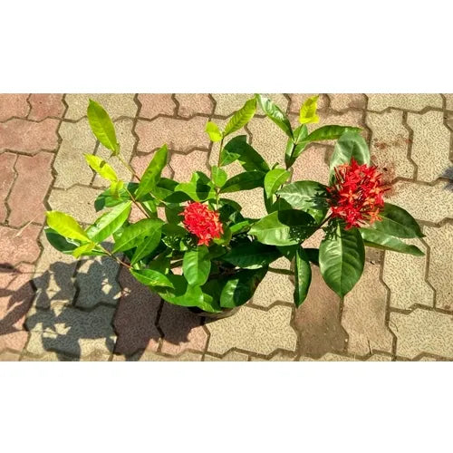 Ixora Coccinea | Ixora Flower - Plant