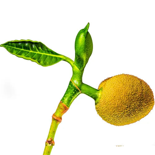 Buy Best Kathal Or jackfruit Plant - Lalit Enterprise