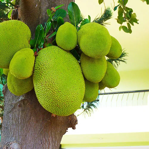 Buy Jackfruit Plant - Lalit Enterprise