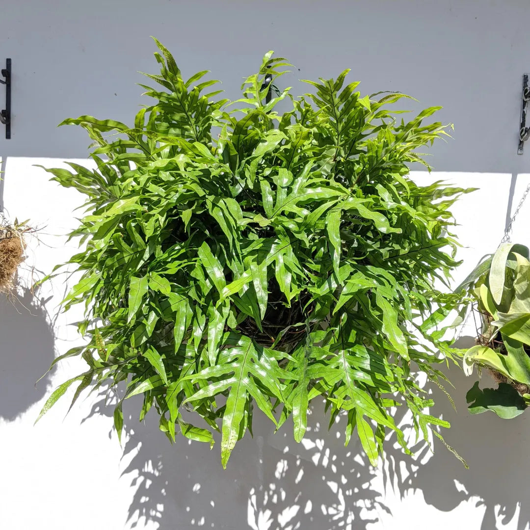 Buy Kangaroo Fern (Microsorum Diversifolium) - Plant Online at Lalitenterprise
