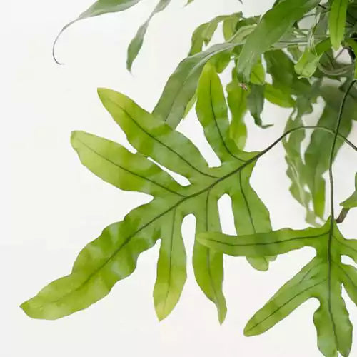 Buy Kangaroo Fern (Microsorum Diversifolium) - Plant Online at Lalitenterprise