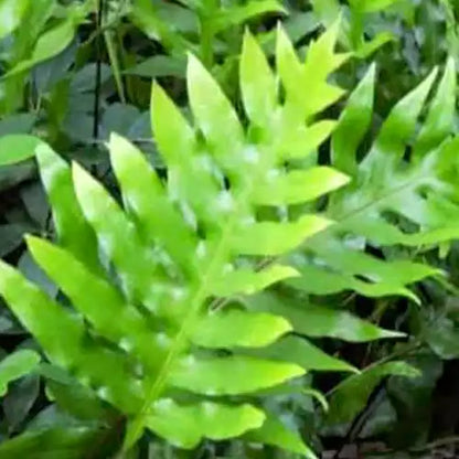 Buy Kangaroo Fern (Microsorum Diversifolium) - Plant Online at Lalitenterprise