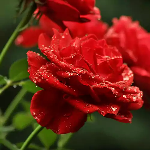 Kashmiri Rose “Gulab” Plant