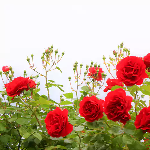 Kashmiri Rose “Gulab” Plant