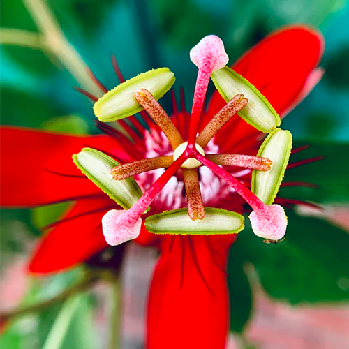 Buy Red Passiflora Incarnata Plant - Lalit Enterprise