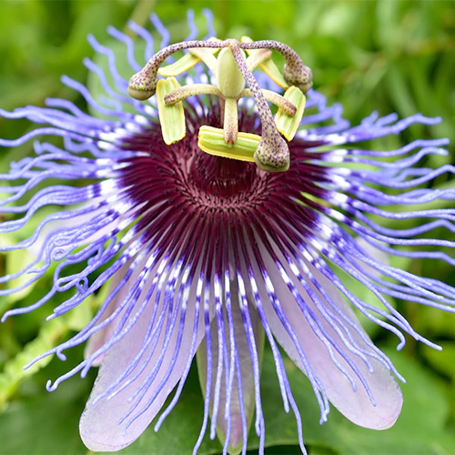 Buy Blue Passiflora Incarnata Plant - Lalit Enterprise