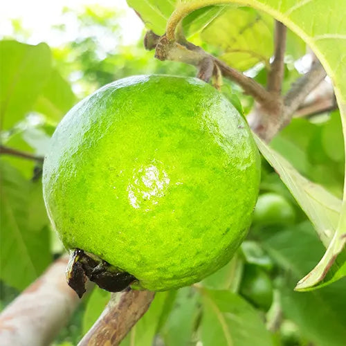 Buy L49 white Guava, "Amrud" - Plant Online at Lalitenterprise