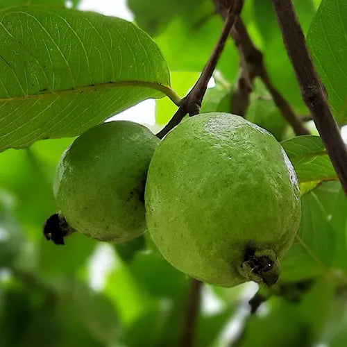 Buy L49 white Guava, "Amrud" - Plant Online at Lalitenterprise