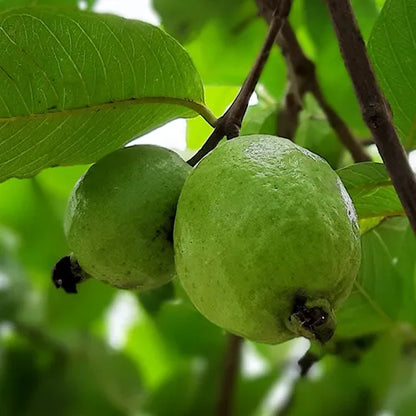 Buy L49 white Guava, "Amrud" - Plant Online at Lalitenterprise