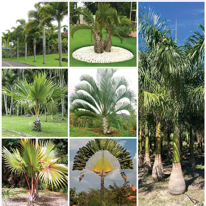 Buy Landscaping Palm Plants (Combo Pack of 7) Online at Lalitenterprise