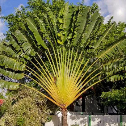 Buy Landscaping Palm Plant Online at Lalitenterprise