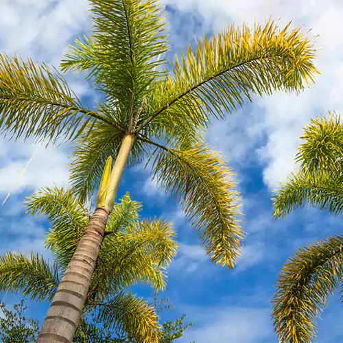 Buy Landscaping Palm Plant Online at Lalitenterprise