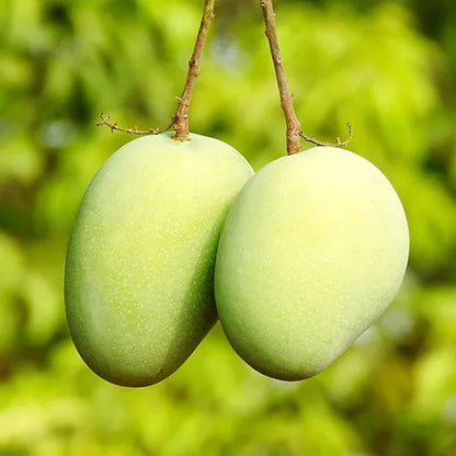 Buy Langra Mango "Grafted" - Plant Online at Lalitenterprise