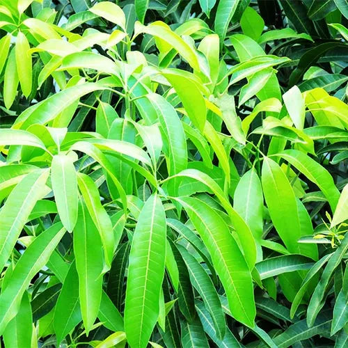 Buy Langra Mango "Grafted" - Plant Online at Lalitenterprise