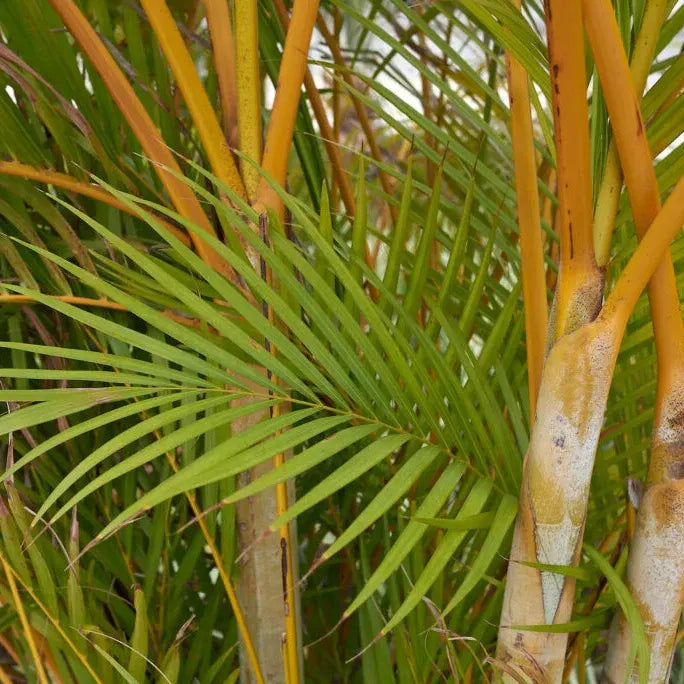 Buy Yellow Latan Palm - Plant Online at Lalitenterprise
