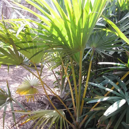 Buy Latania Verschaffeltii (Yellow Latan Palm) - Plant Online at Lalitenterprise