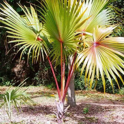 Buy Red Latania Palm Plant - Lalit Enterprise