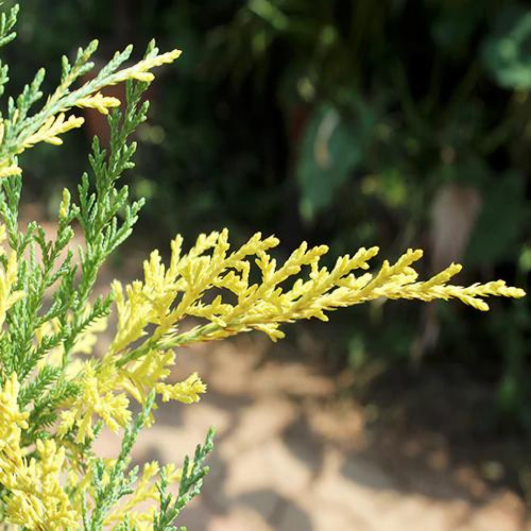 Buy London Pine "Variegated" - Plant Online at Lalitnterprise