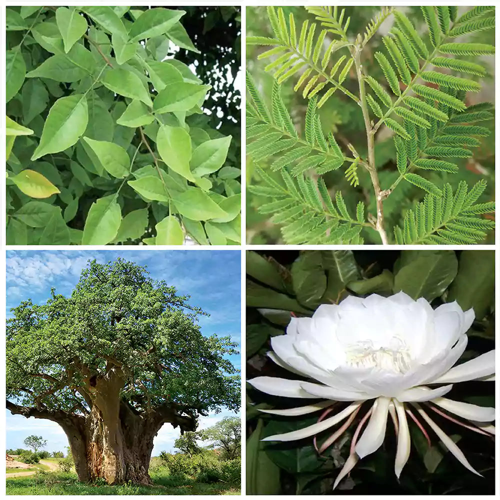 Buy Top 4 Lucky Plant Pack Online at Lalitenterprise