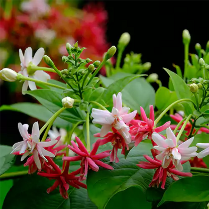 Buy Combretum Indicum - Plant Online at Lalitenterprise