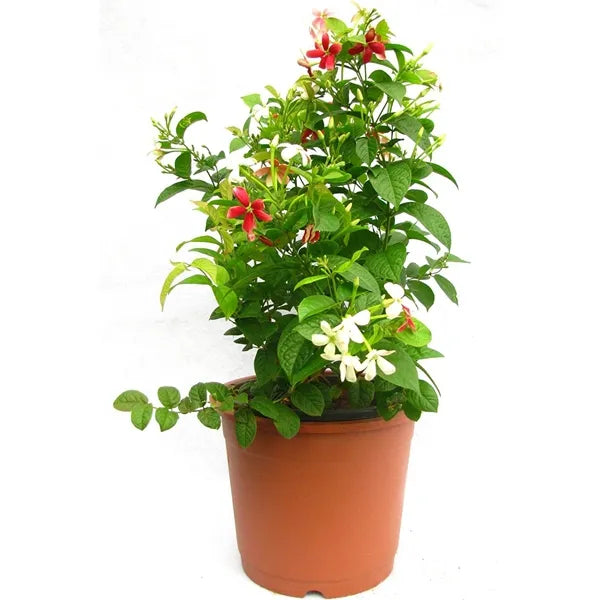 Buy Rangoon Creeper - Plant Online at Lalitenterprise