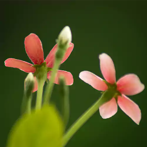 Buy Madhumalti, Radha Manohar (Combretum Indicum) "Rangoon Creeper" - Plant Online at Lalitenterprise