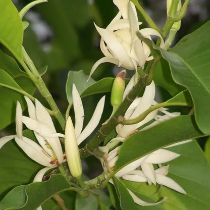 Buy Magnolia Champaca - Plant Online at Lalitenterprise