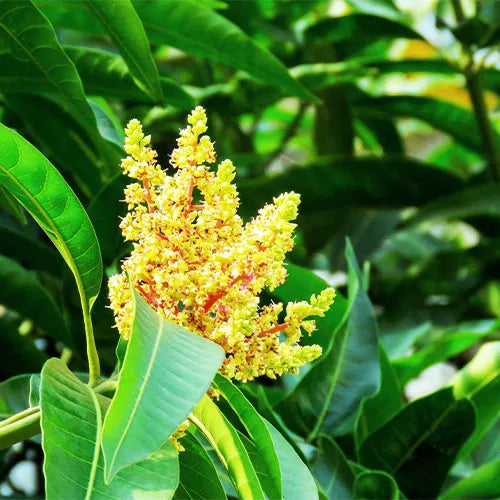 Buy Mango 'Mallika' - Plant Online at Lalitenterprise