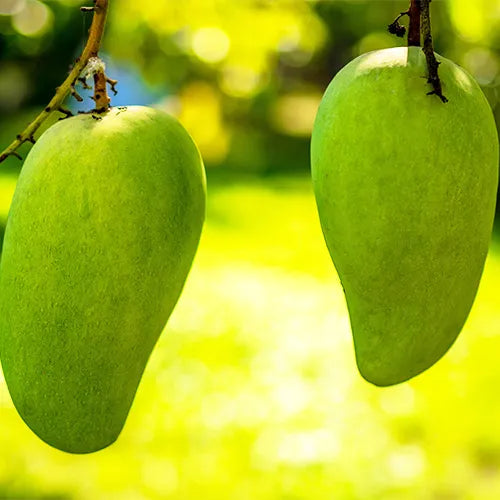 Buy Mango 'Mallika' - Plant Online at Lalitenterprise