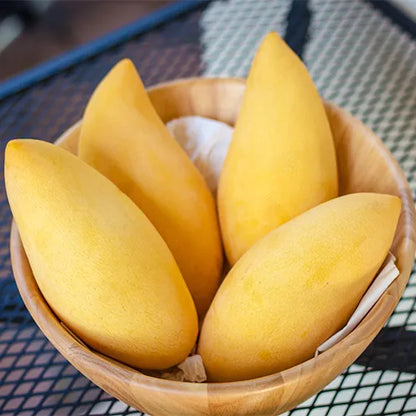 Buy Mango 'Mallika' - Plant Online at Lalitenterprise