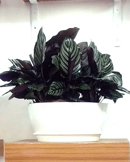 Black Marantha Ornata Plant – Maranta Majestica, Calathea Ornata