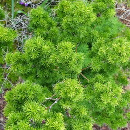 Buy Asparagus Macowanii Plant - Lalitenterprise