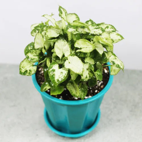 Buy Mini Pixie Plant - Lalit Enterprise