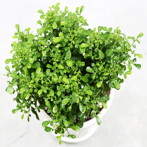 Buy Miniature Madhukamini Plant - Lalit Enterprise