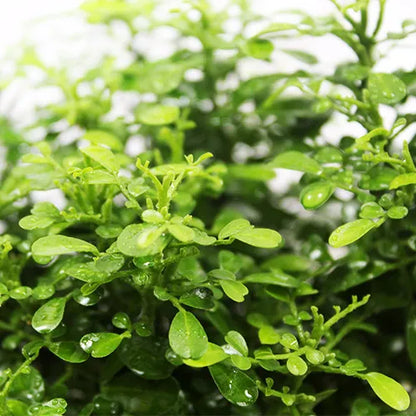 Buy Dwarf Madhukamini Plant - Lalit Enterprise