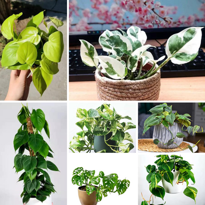 Buy Money Plants | Epipremnu Aureum (Combo pack of 7) Online at Lalitenteprise
