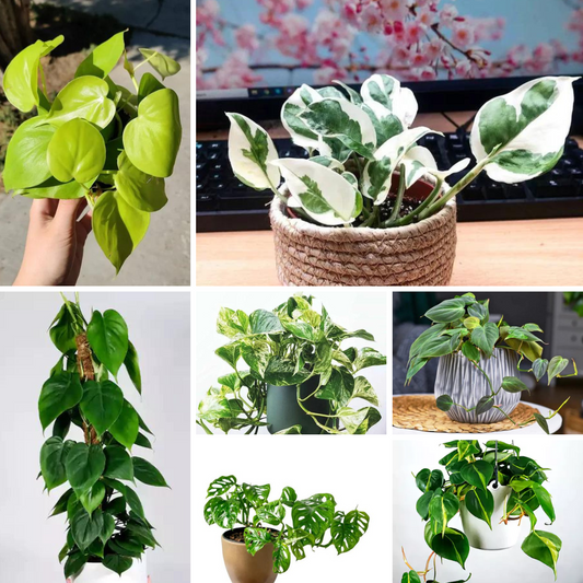 Buy Money Plants | Epipremnu Aureum (Combo pack of 7) Online at Lalitenteprise