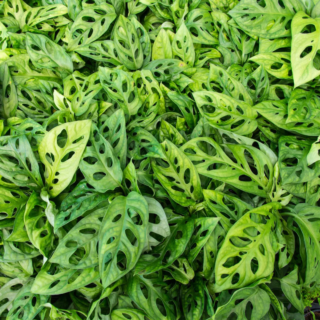 Buy Monstera Creeper -LalitEnterprise