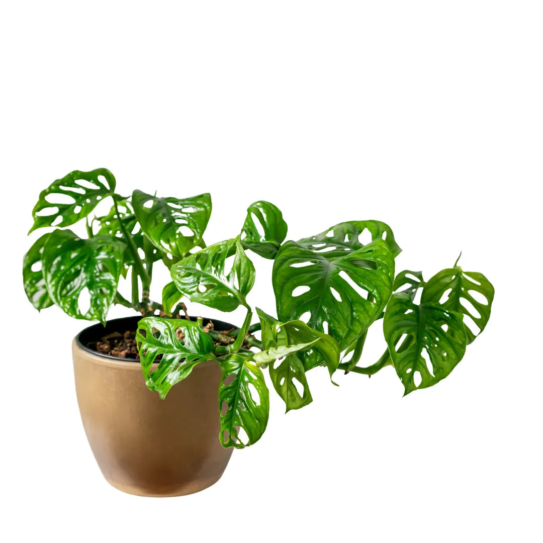 Buy Monstera Adansonii - Lalit Enterprise