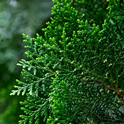 Buy Morpankhi Plant -Lalit Enterprise