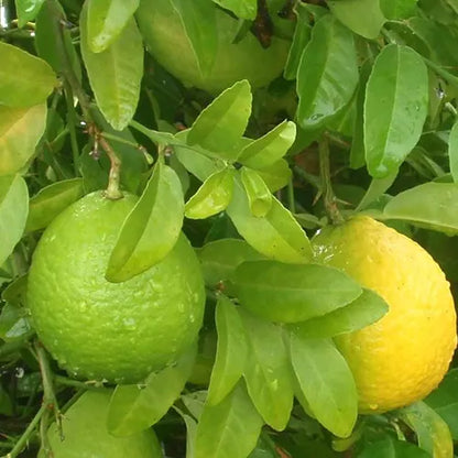 sweet lime plant from seed Mosambi, Sweet Lime "Grafted"