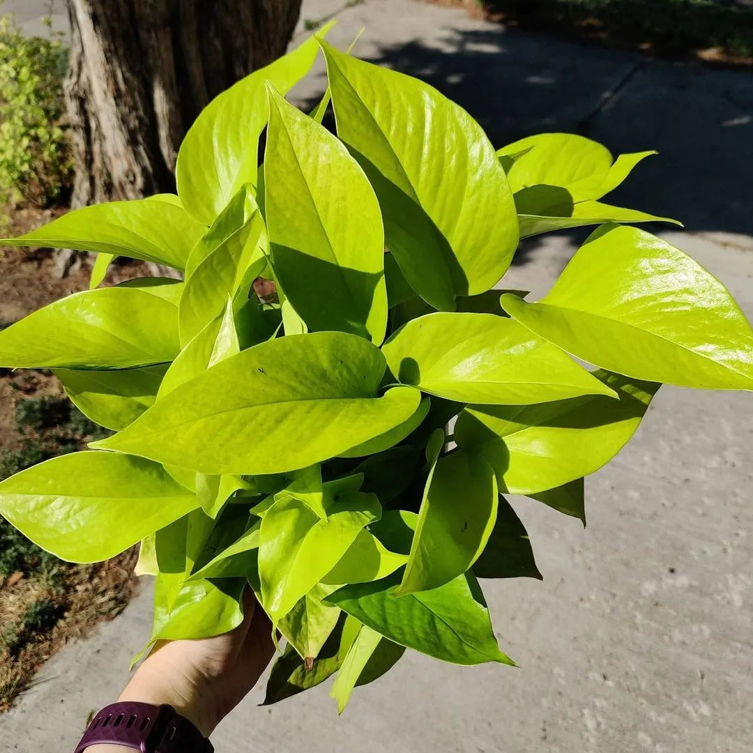 Buy Neon Pothos | Golden Money Plant Online at Lalitenterprise
