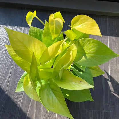 Buy Neon Pothos | Golden Money Plant Online at Lalitenterprise
