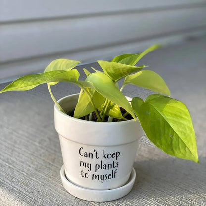 Buy Neon Pothos | Golden Money Plant Online at Lalitenterprise