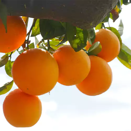 Orange Plant - Lalit Enterprise