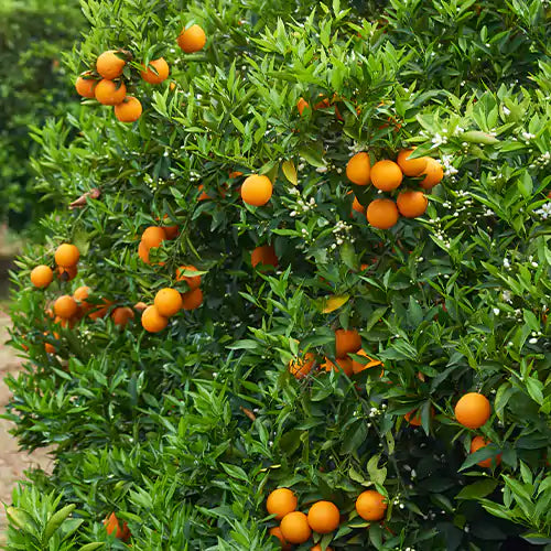 Buy Orange Grafted (Citrus × Sinensis) "Santara" - Plant Online at Lalitenterprise
