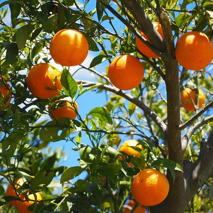 Buy Citrus × Sinensis "Santara" - Plant Online at Lalitenterprise